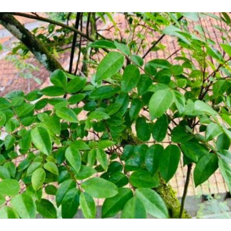 

Jual daun belimbing manis segar 300 gram