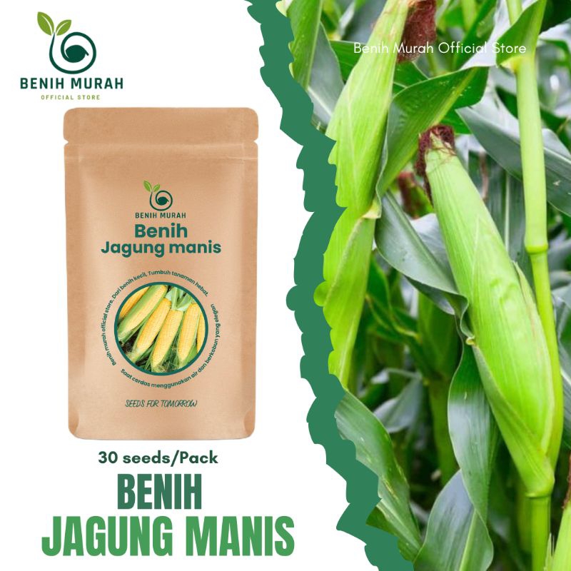 

Benih Jagung Manis / Biji Jagung Manis /Bibit Jagung manis , Benih Jagung gula / Biji Jagung Tiang