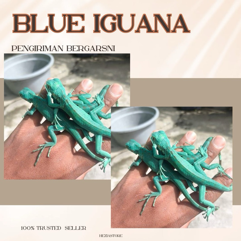 Alas kandang blue iguana / iguana blue / iguana blue