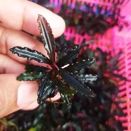 Bucephalandra sp godzilla rizom