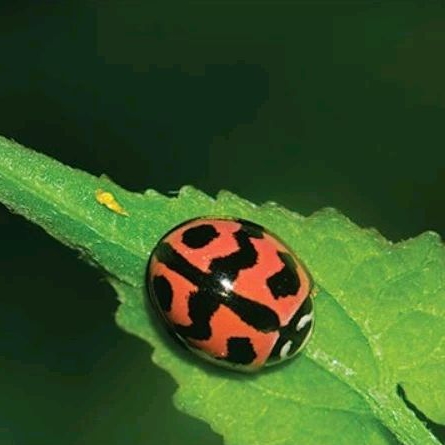 Kumbang Koksi/Lady Bugs