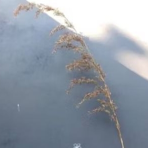 kembang sereh asli,kembang sereh merah asli perpaket isi 5 tangkai murahh