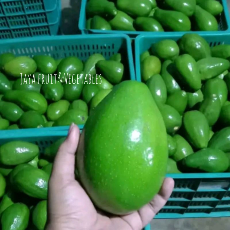 

Alpukat Mentega 1kg isi 3-5 buah