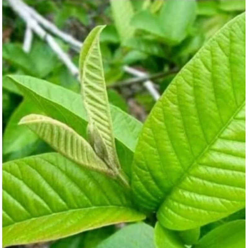 

daun jambu muda segar dipetik langsung 1kg/untuk obat tradisional/diare/mencret