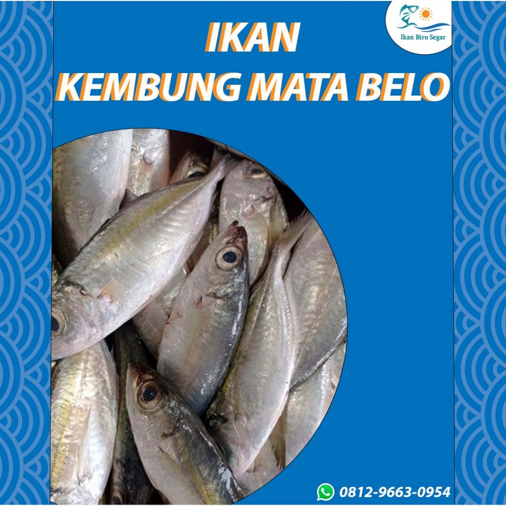 

Ikan Mata Belo Fresh Frozen Quality