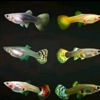 

KADO HIASAN AQUARIUM _GUPPY BETINA UKURAN 3 CM