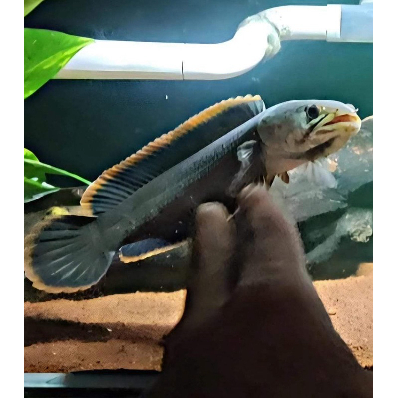 Limbata Jumbo size 17-22cm Rim tebal galak