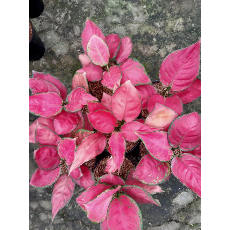 aglonema red anjamani remaja