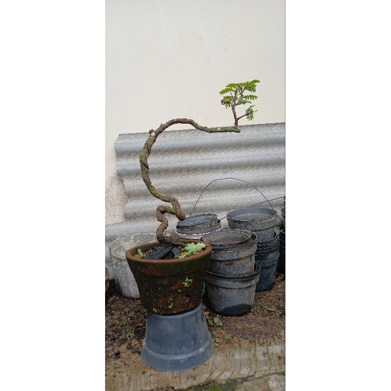 Bonsai Asem Jawa