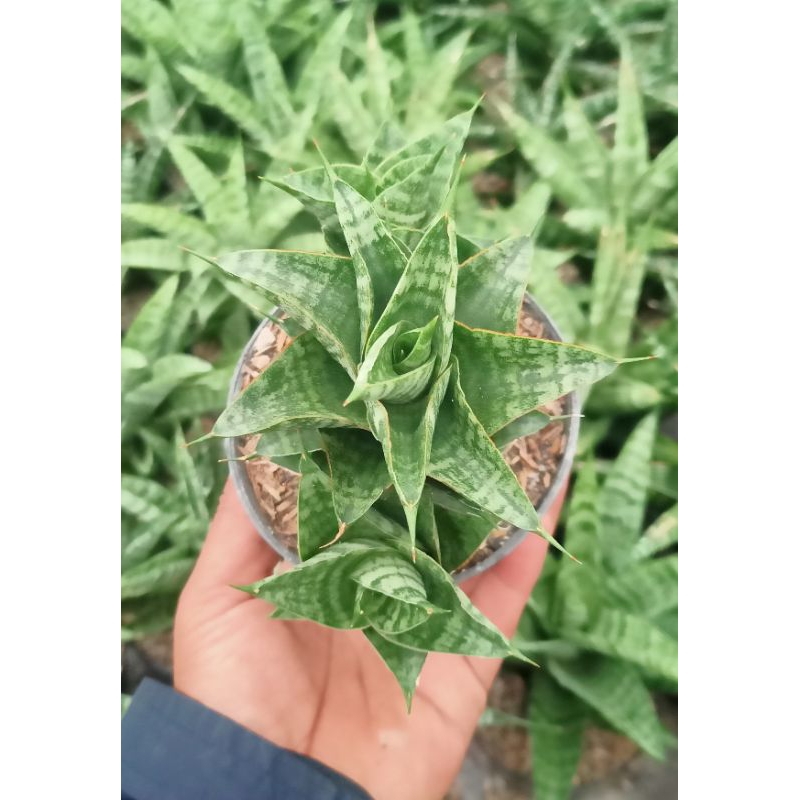 Sansevieria Hybrid Sindoro Cluster