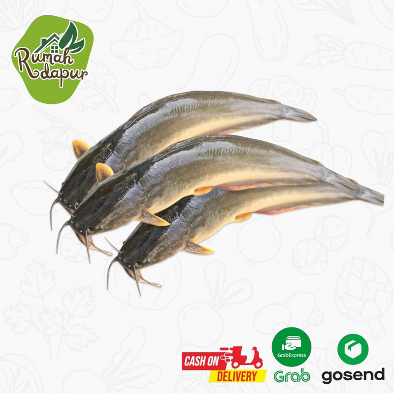 

IKAN LELE SEGAR / 1KG