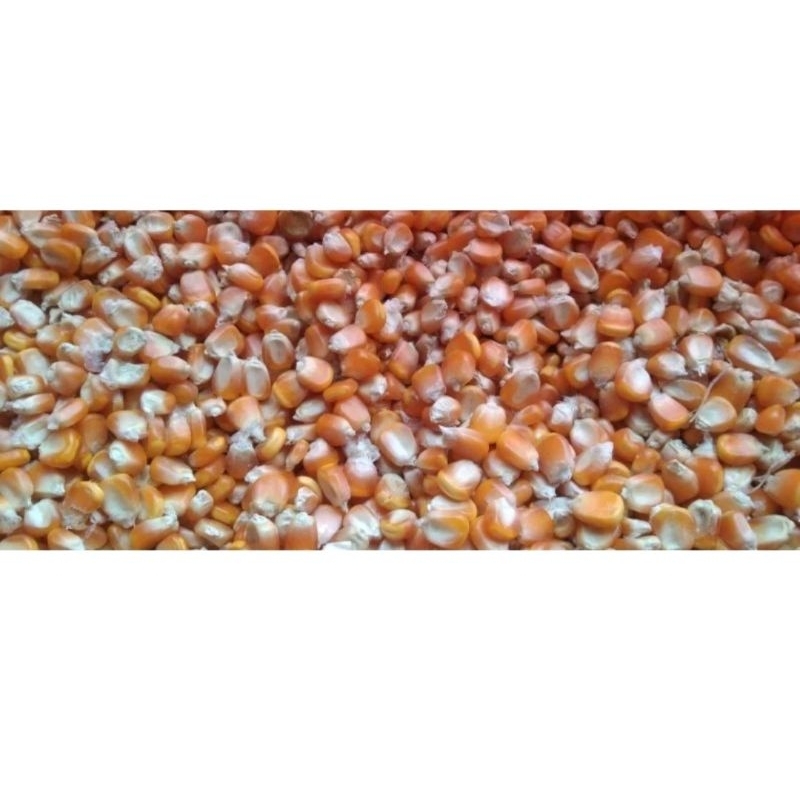 1 kg jagung pipil kering kualitas super