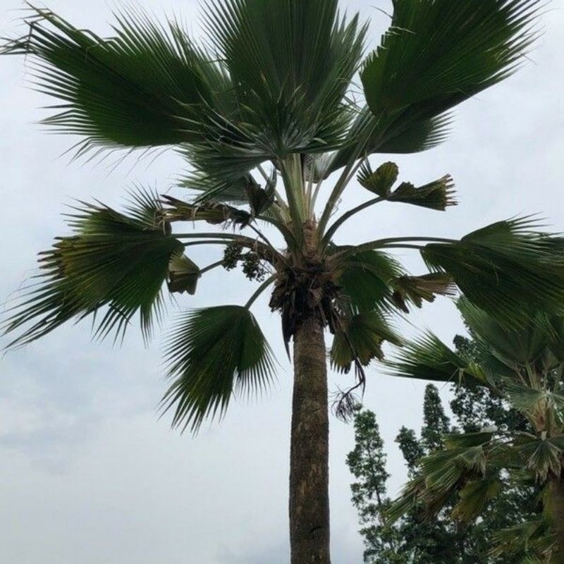 Biji Palem / Palm Seeds: Pritchardia pacifica / Fiji Fan Palm / Palem Dop