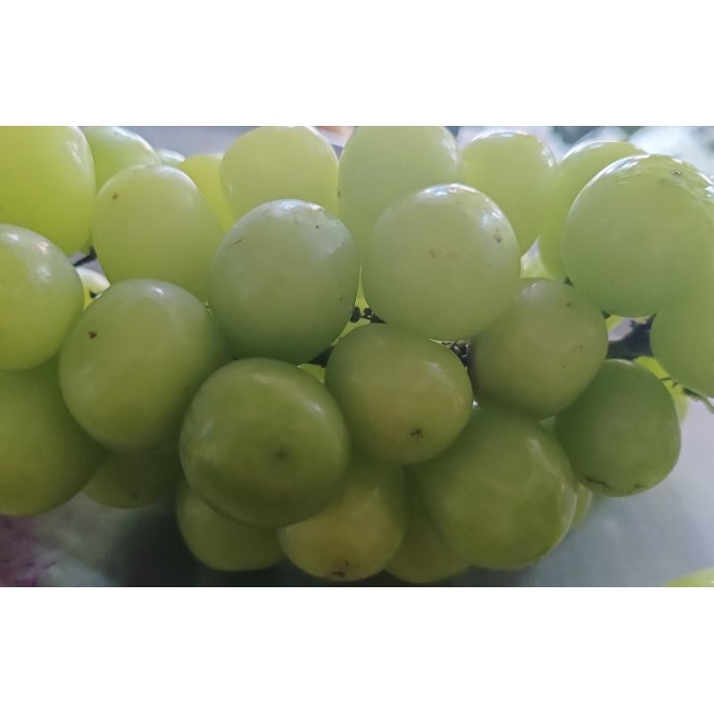 

BUAH ANGGUR HIJAU NON BIJI 500GR