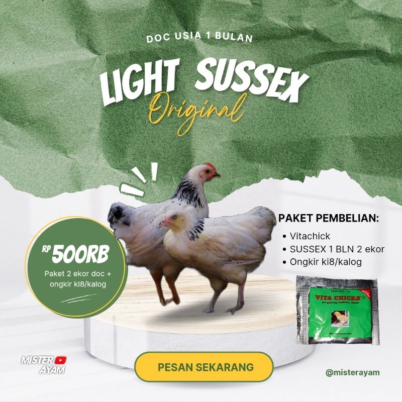 

AYAM LIGHT SUSSEX 1 BULAN ISI 2