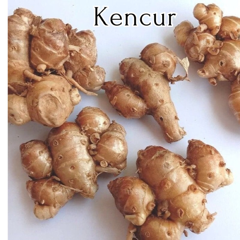 

Kencur Fresh 1 Kg | Jamu Tradisional | Rempah Bumbu Masakan