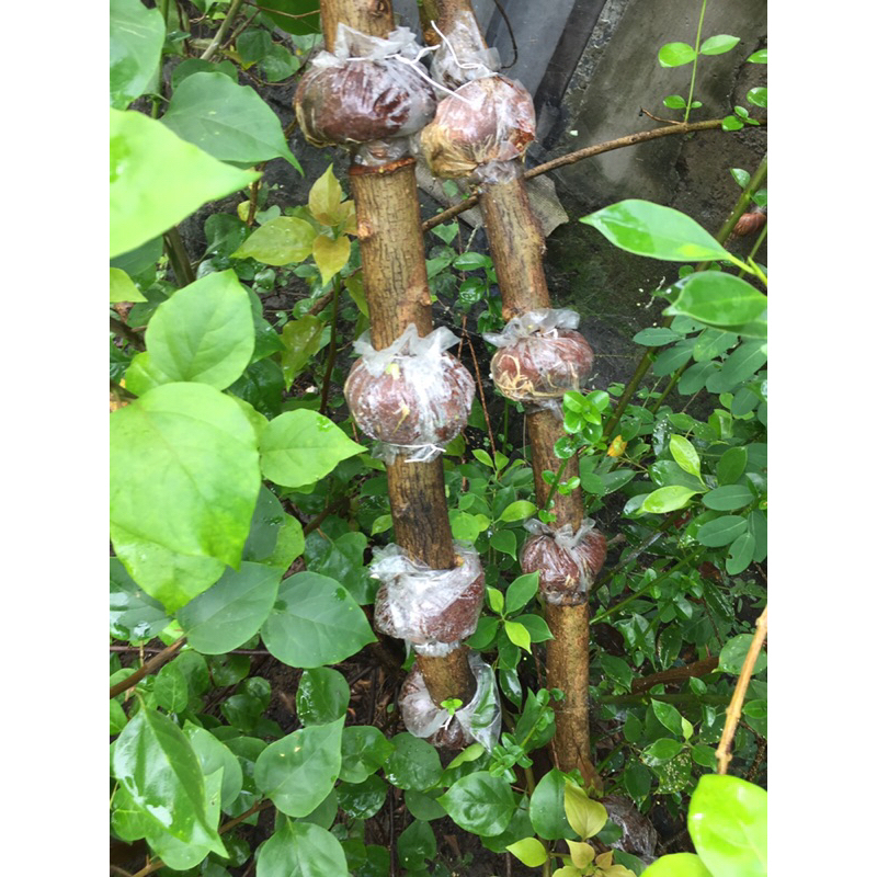 Bahan Bonsai Sancang Cangkok batang