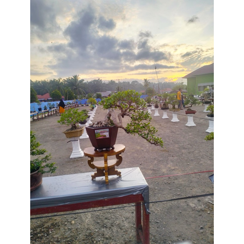 bonsai siap pajang KIMENG