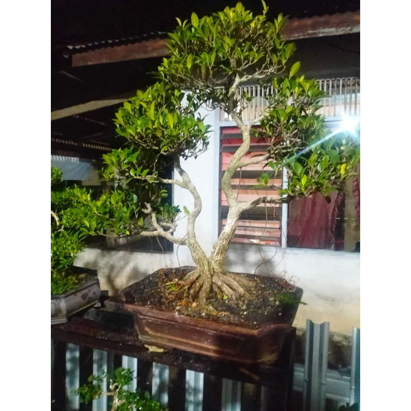 bonsai siap pajang KIMENG