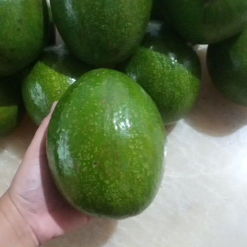 

alpukat