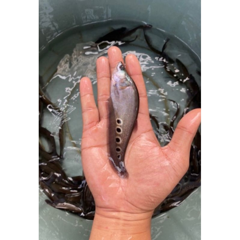 hiasan aquarium belida bangkok