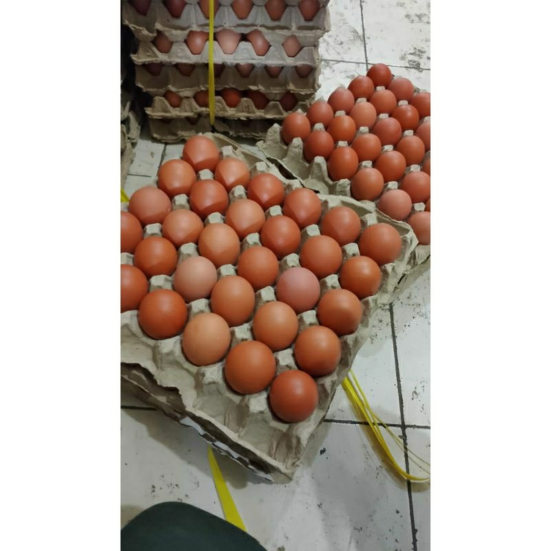 

TELUR AYAM NEGERI FRESH 1 tray/papan isi 30 butir (1600-1700gram)