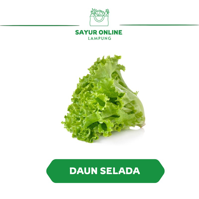 

Selada / Daun Selada - Sayur Online Lampung