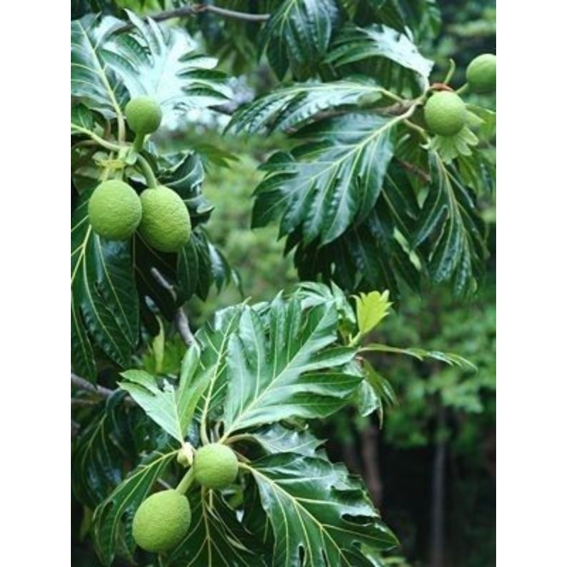 

DAUN SUKUN SEGAR FRES BERKHASIAT 500 GRAM