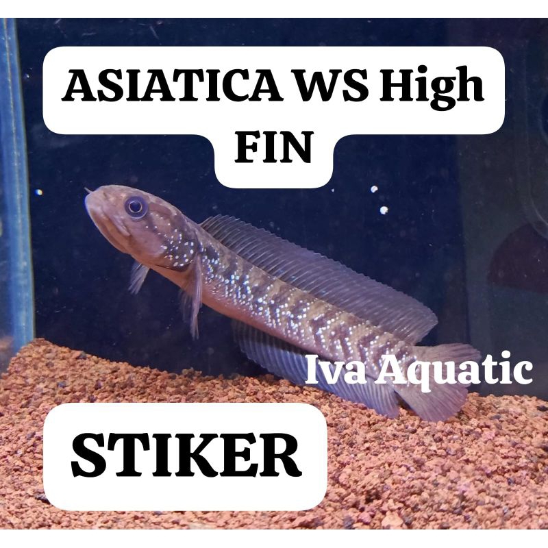 

STIKER ASIATICA HIGH FIN 10-11 cm