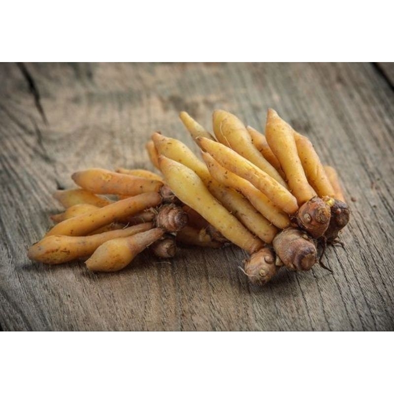 

temu kunci/kunyit kunci asli 1kg