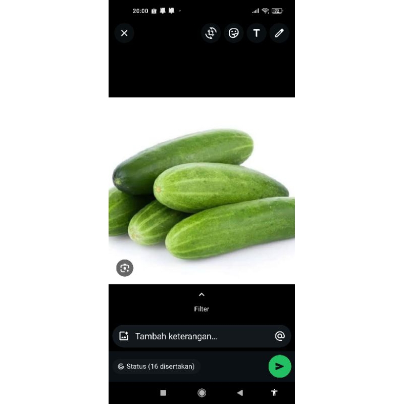 

mentimun segar