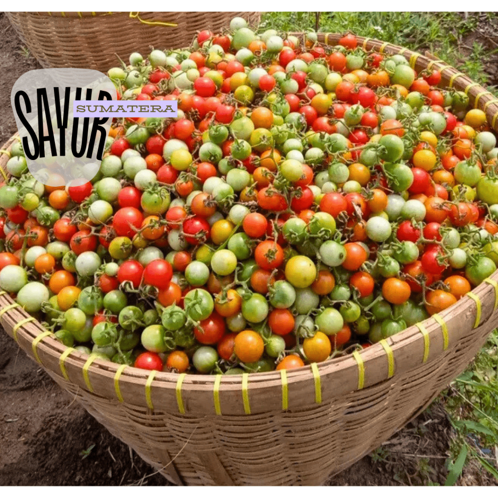 

SAYUR SUMATERA - BUAH RAMPAI SEGAR 100GR