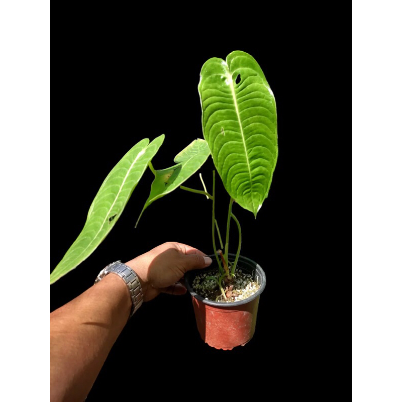 PROMOTANAMAN HIAS ANTURIUM VEITCHII KIN