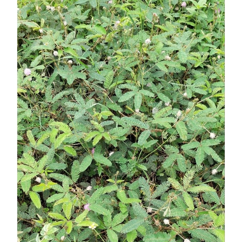 

Tumbuhan putri malu | daun putri malu | akar putri malu obat herbal sangat bermanfaat