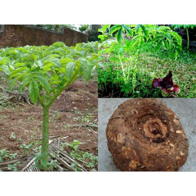 

UMBI SUWEG BUNGA BANGKAI PANDELEM TERMURAH SUPER FRESH 1kg