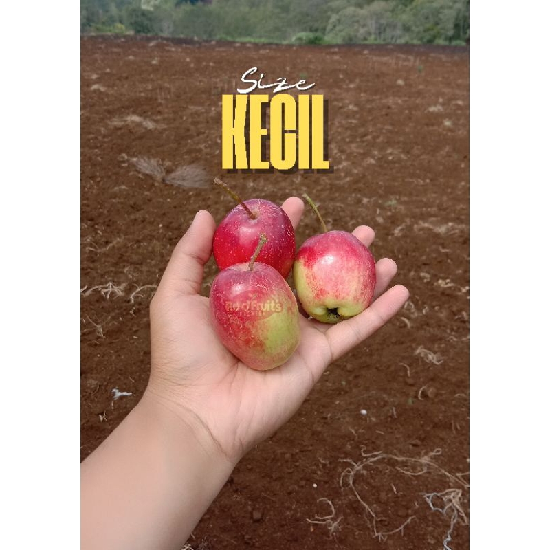 

Apel Anna mini fresh 1kg