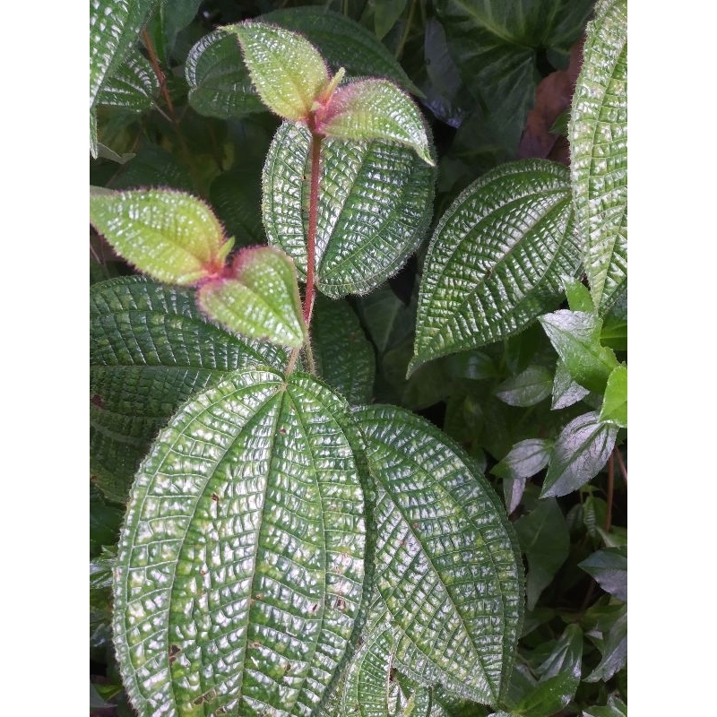 

Daun Harendong bulu fresh per 500 gr