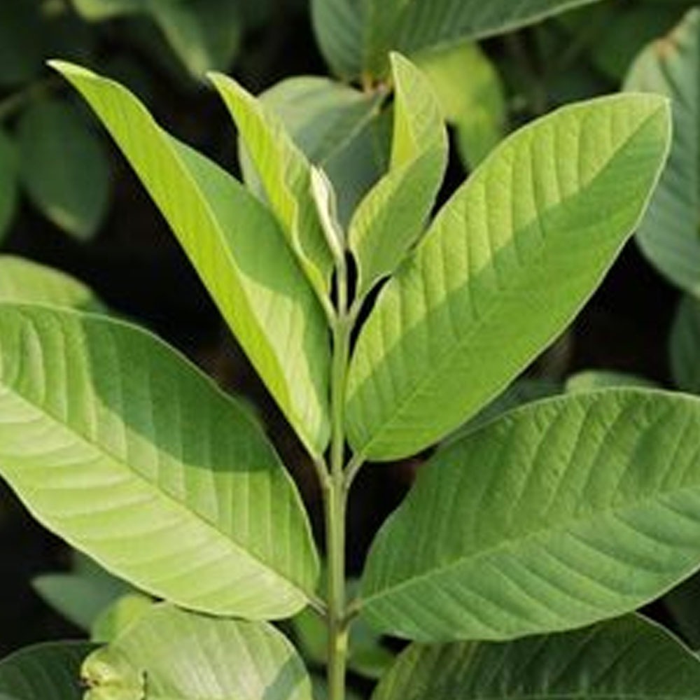 

Daun Jambu Biji Fresh 1 Pack 15daun