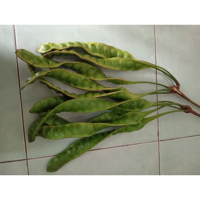 

Pete Lokal Candi Mulyo Tua" Baru petik. harga 10 papan / 10 keris