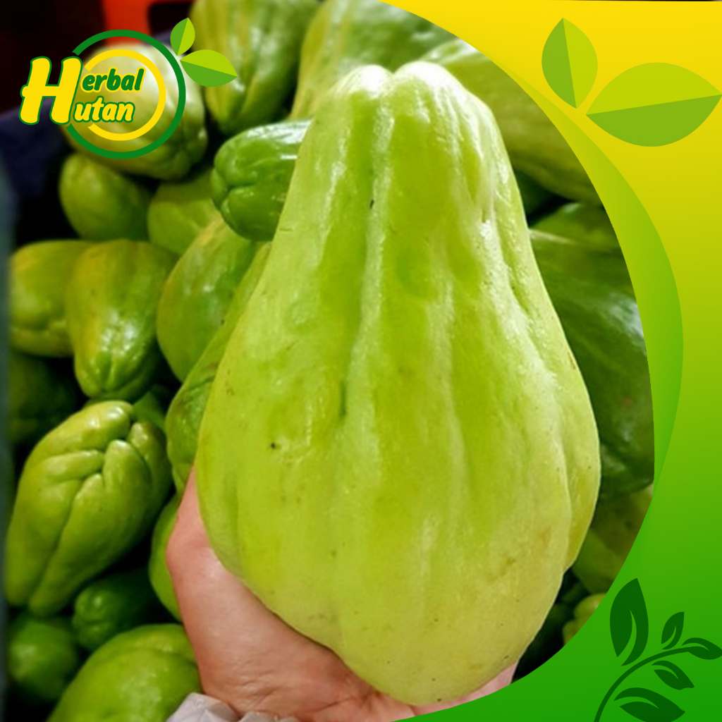 

labu Siam segar waluh super 1 kg langsung petik dari kebun Fressh di ambil langsung dari kebun
