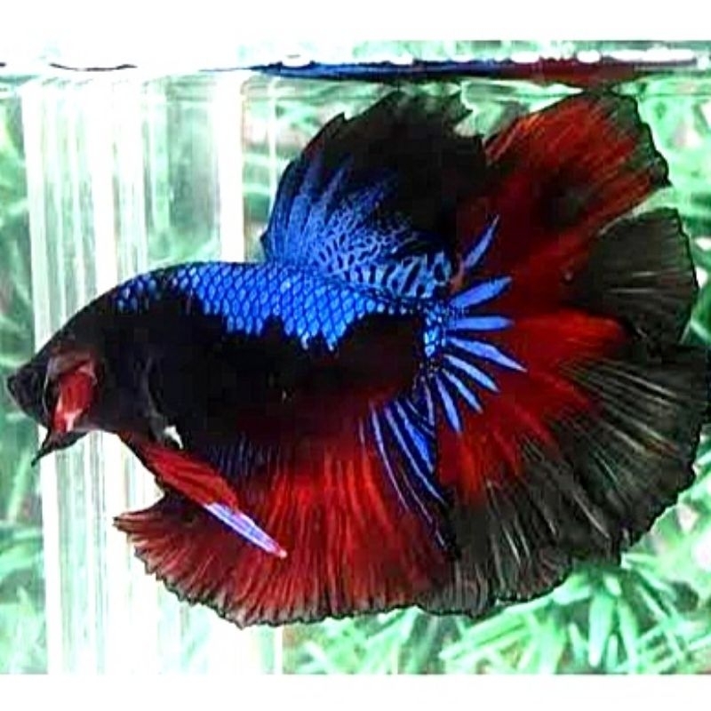 Halfmoon Avatar Hiasan Kamar Male/Female