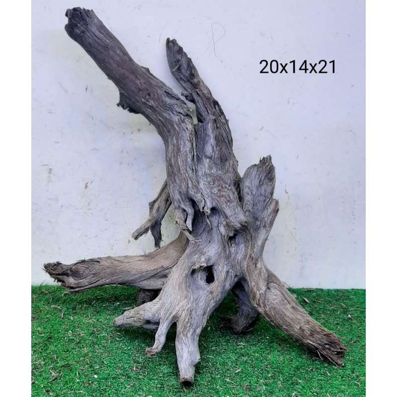 Bonggol Kayu Santigi Laut Kecil - Kayu Tenggelam - Aquascape - Aquarium - Taman - 20x14x21 T