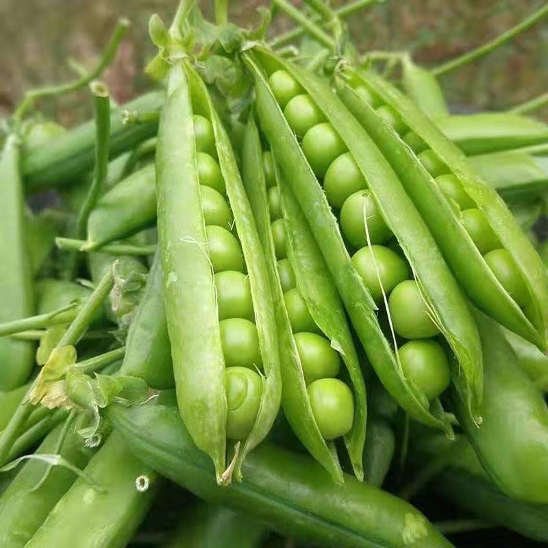 IS Biji Kacang Polong Mentah Untuk Tanaman Sehat