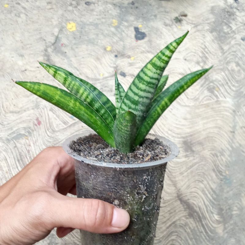 sansevieria marsha anjani varigata