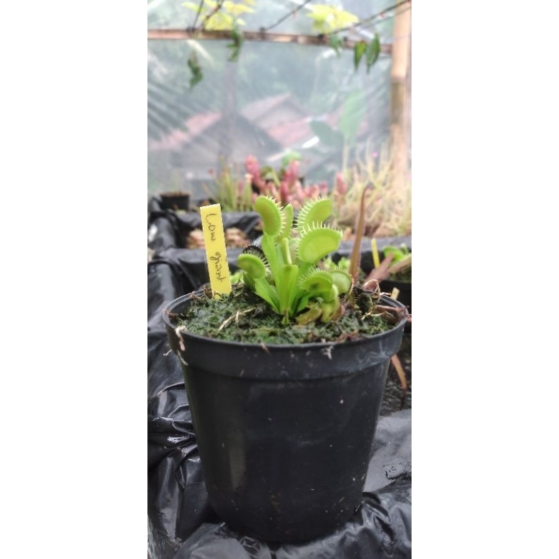 tanaman karnivora venus flytrap low giant