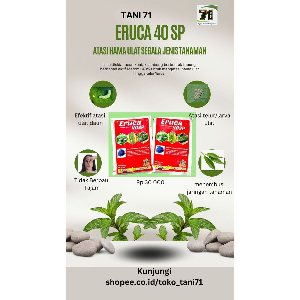 eruca obat hama tanaman ulat,hama daun,ulat bulu,aman dan tidak berbau kuat