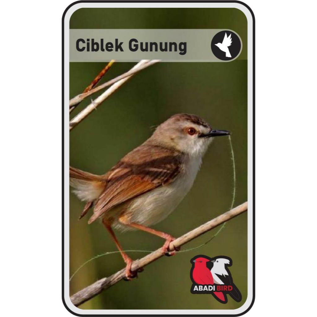 Ciblek Gunung Cigun Palmerah