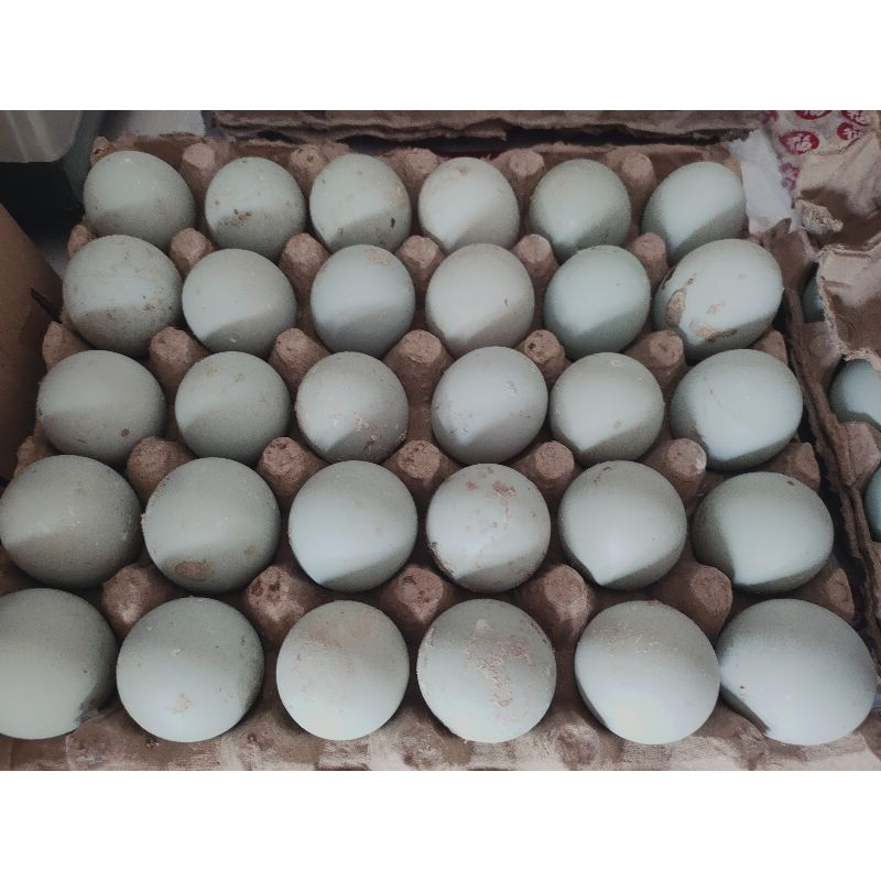 

Telur Bebek Mentah Tawar (1 Pcs)