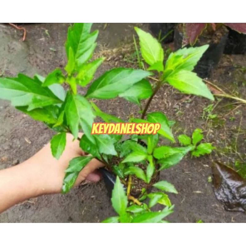 

Bibit daun kumis kucing perbibit