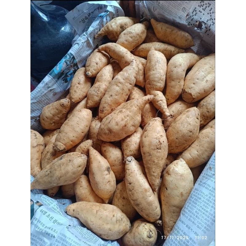 

1/2kg (500gram) Ubi Madu Cilembu Mentah